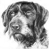 Članski avatar